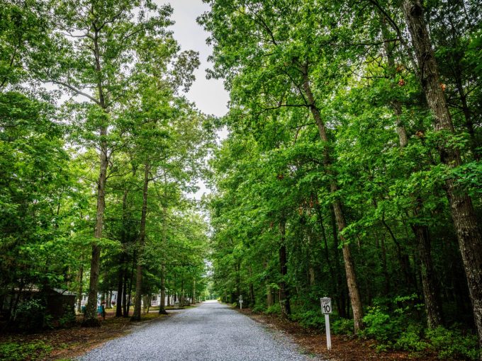 View of the gravel road with a beautiful row of trees on the sides at Carol Lynn Resorts East